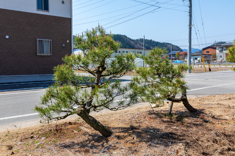 模様木（小）