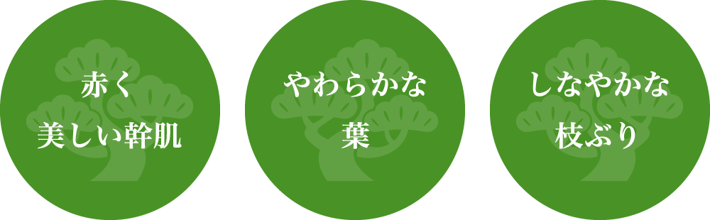 飛騨の赤松の特長