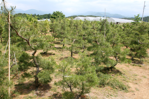 上野 育成畑