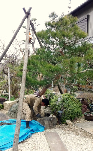 植込み作業の様子