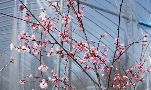 桜苗